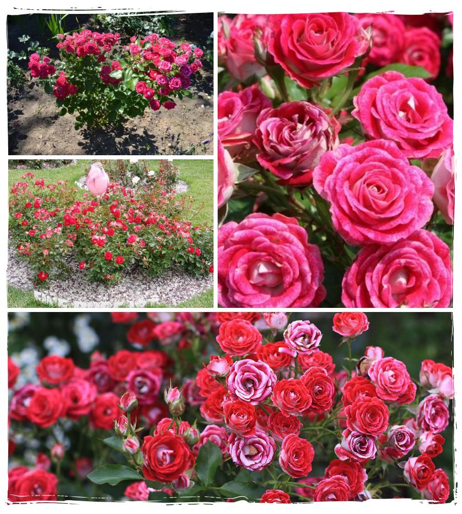 Schone Koblenzerin róże rabatowe